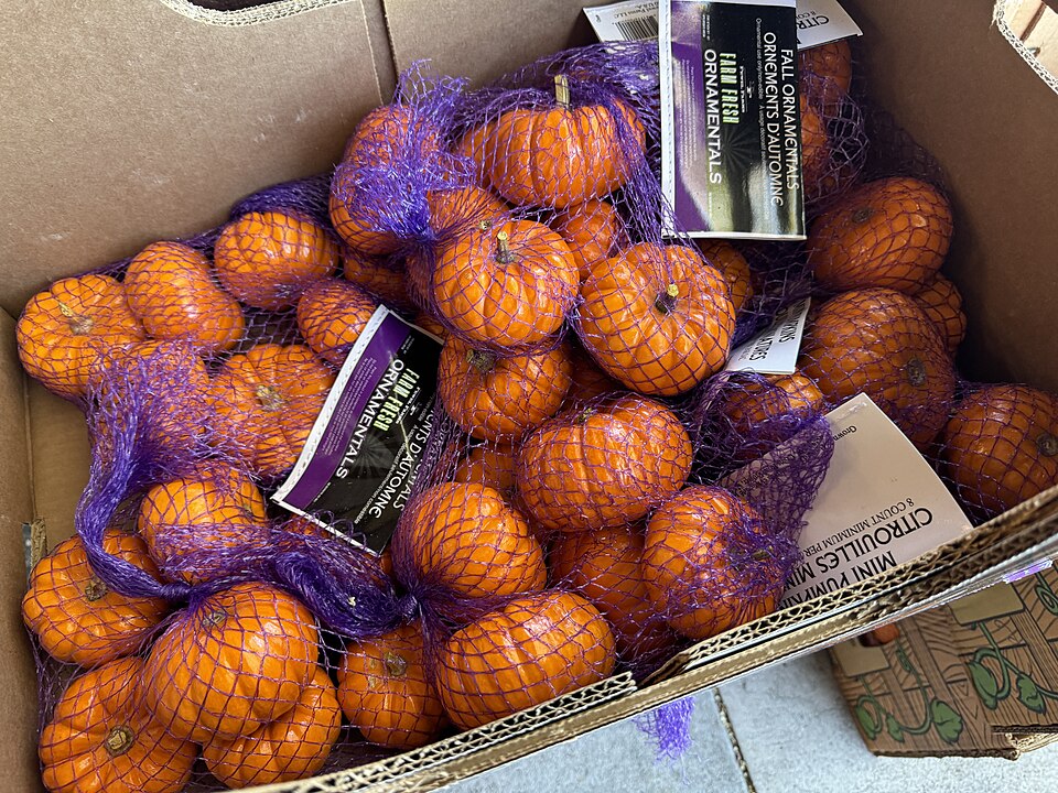 pumpkins extra 2