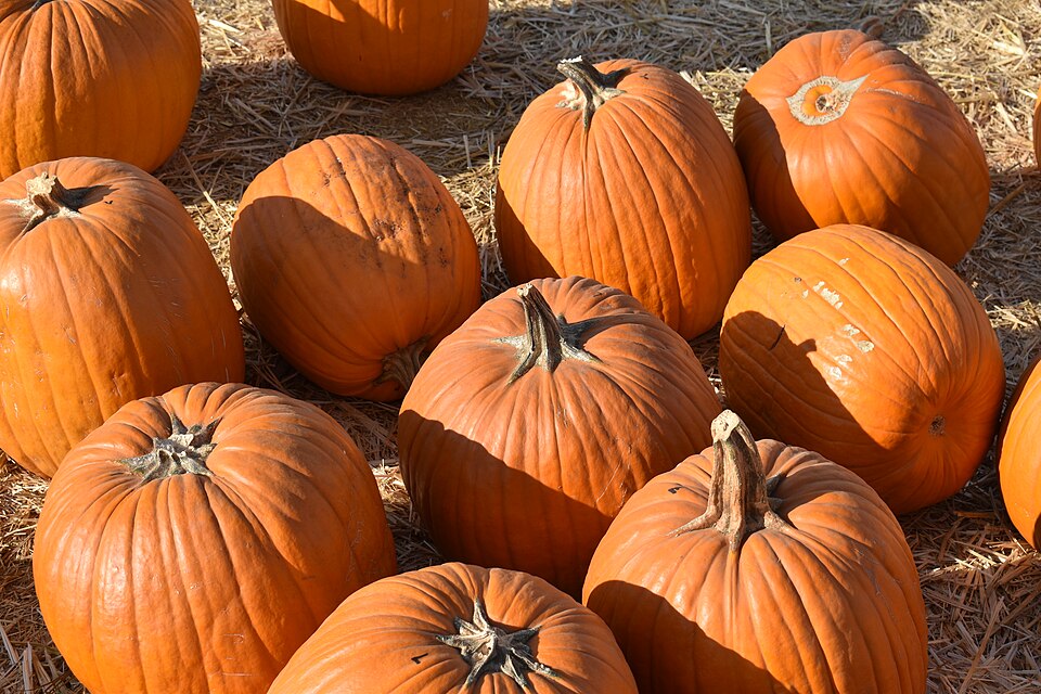 pumpkins